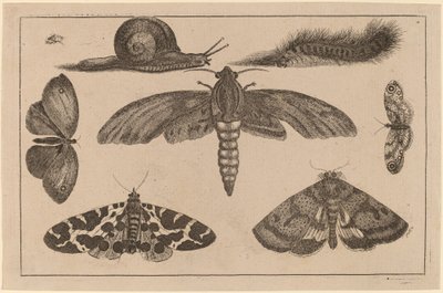 Šest hmyzu, housenka a šnek od Wenceslaus Hollar