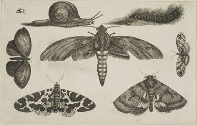 Šest hmyzu, housenka a šnek od Wenceslaus Hollar