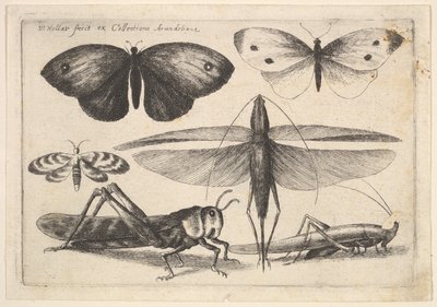Šest hmyzu, 1646. od Wenceslaus Hollar
