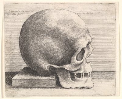 Lebka z profilu vpravo, 1645. od Wenceslaus Hollar