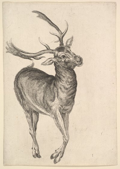 Jelen, 1625-77. od Wenceslaus Hollar