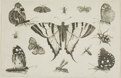 Motýl vlaštovčí a dvanáct dalších druhů hmyzu od Wenceslaus Hollar