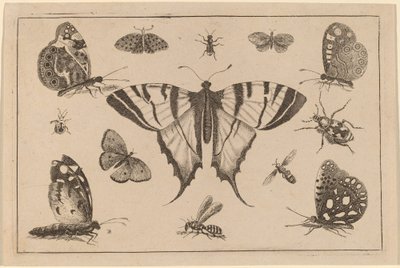 Motýl vlaštovčí a dalších dvanáct hmyzu od Wenceslaus Hollar