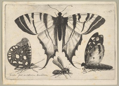 Tři motýli a vosa, 1646. od Wenceslaus Hollar