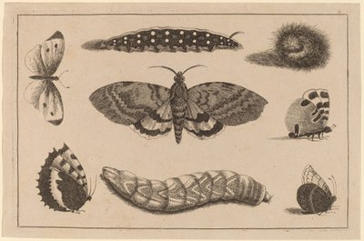 Tři housenky, můra a čtyři motýli od Wenceslaus Hollar