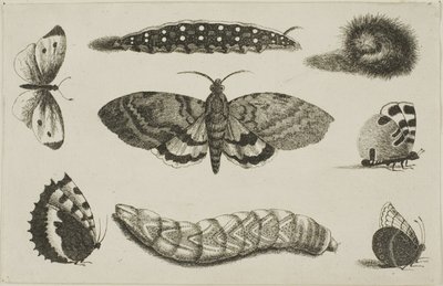 Tři housenky, můra a čtyři motýli od Wenceslaus Hollar