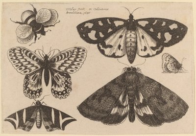 Tři můry, dva motýli a čmelák od Wenceslaus Hollar