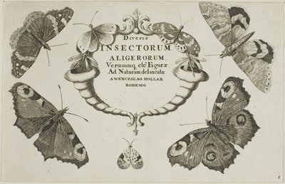 Titulní strana z Miscellaneous Insects od Wenceslaus Hollar