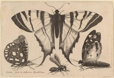 Dva motýli, vosa a můra od Wenceslaus Hollar