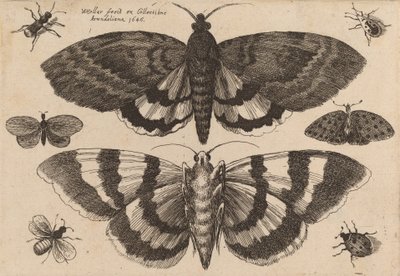 Dva můry a šest hmyzu, 1646. od Wenceslaus Hollar