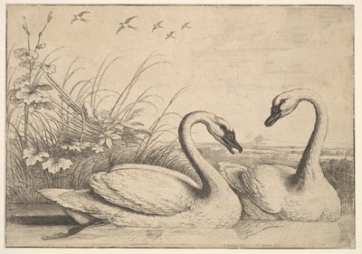 Dvě labutě, 1654-58. od Wenceslaus Hollar