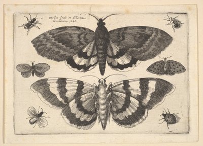 Dva můry a šest hmyzu, 1645. od Wenceslaus Hollar