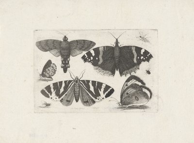 Čtyři motýli, můra, dva brouci a moucha od Wenceslaus Hollar