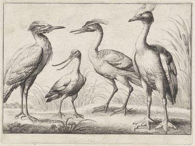 Čtyři brodiví ptáci Různí ptáci (název série) od Wenceslaus Hollar