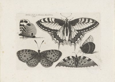 Pět motýlů Hmyz (název série) Muscarum Scarabeorum (název série) od Wenceslaus Hollar