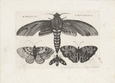 Motýli a můra Hmyz (název série) Muscarum Scarabeorum (název série) od Wenceslaus Hollar