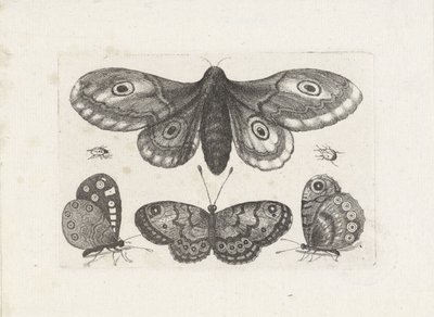 Motýli, brouci a můra Hmyz (název série) Muscarum Scarabeorum (název série) od Wenceslaus Hollar