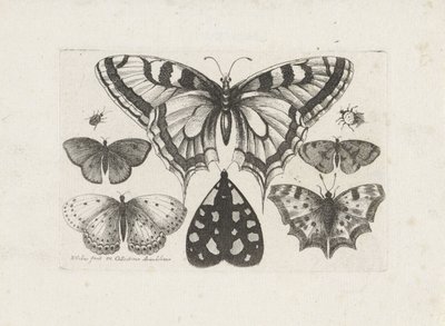 Motýli, brouci a můra Hmyz (název série) Muscarum Scarabeorum (název série) od Wenceslaus Hollar
