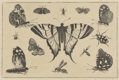 Motýli, vosy a další hmyz Různý hmyz (název série) Diversae Insectorum (název série) od Wenceslaus Hollar