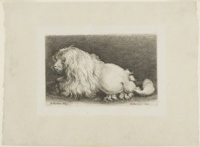 Bílý pes od Wenceslaus Hollar