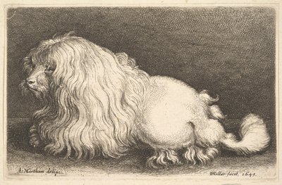 Bílý pes, 1649. od Wenceslaus Hollar