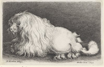 Bílý pes od Wenceslaus Hollar