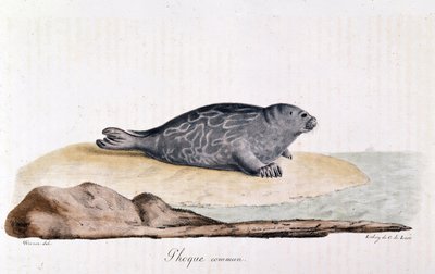 Seal commum - kresba Wernera od Werner Werner
