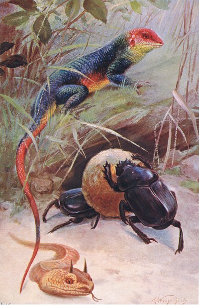 Gama, Horned Viper a Sacred Beetle, ilustrace z Wildlife of the World, kolem roku 1910 od Wilhelm Kuhnert