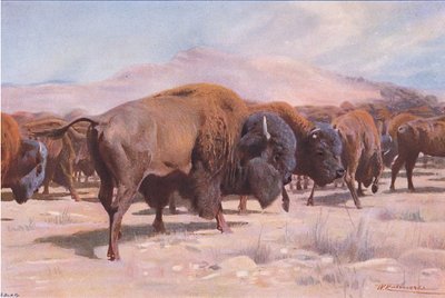 Americký bizon, z Wildlife of the World vydané nakladatelstvím Frederick Warne & Co, kolem roku 1900 od Wilhelm Kuhnert