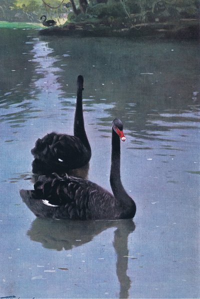 Černá labuť, ilustrace z Wildlife of the World, c.1910 od Wilhelm Kuhnert