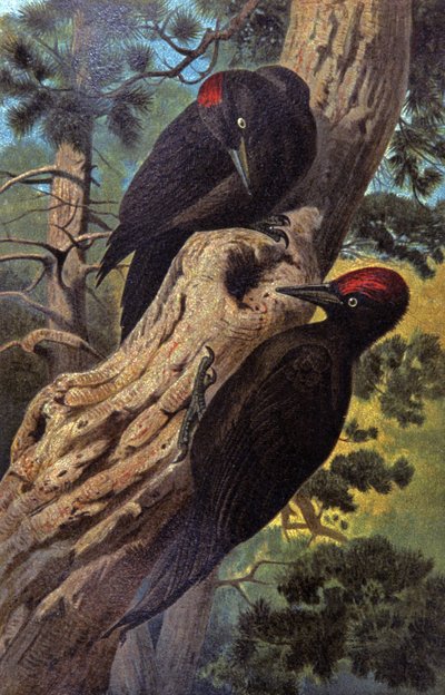 Datel černý, kolem roku 1910 (ilustrace) od Wilhelm Kuhnert