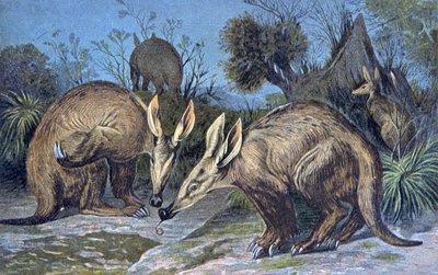 Cape Aardvark, hliněné prase od Wilhelm Kuhnert