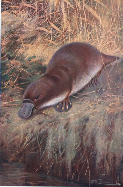 Duckbill, ilustrace z Wildlife of the World, c.1910 od Wilhelm Kuhnert
