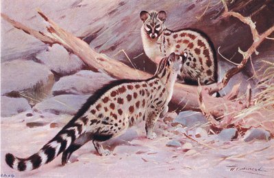 Dungola Genet, ilustrace z Wildlife of the World, kolem roku 1910 od Wilhelm Kuhnert