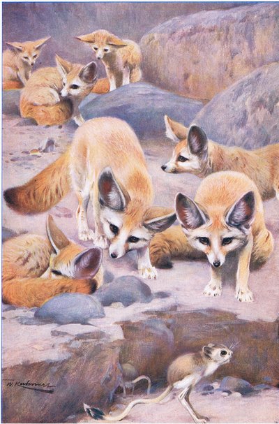 Fennec a Jerboa, ilustrace z Wildlife of the World, c.1910 od Wilhelm Kuhnert