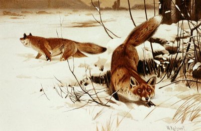Fox, deska z "Brehms Tierleben: Allgemeine Kunde des Tierreichs", sv. 2, s. 174, vydal Bibliographisches Institut od Wilhelm Kuhnert