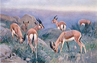 Gazelle, z Wildlife of the World vydané Frederick Warne & Co, c.1900 od Wilhelm Kuhnert
