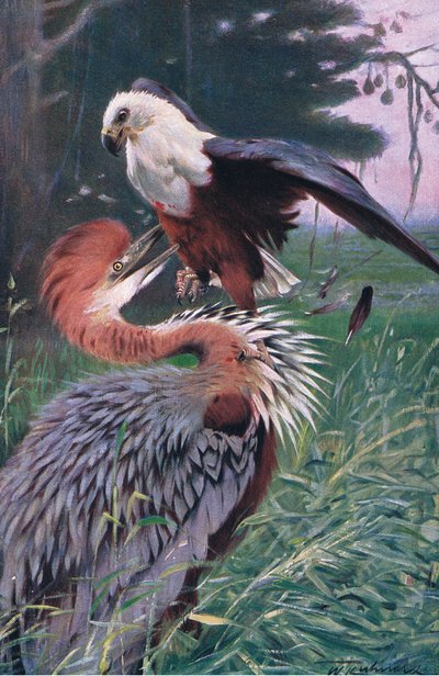 Obrovská volavka a mořský orel, ilustrace z Wildlife of the World, c.1910 od Wilhelm Kuhnert