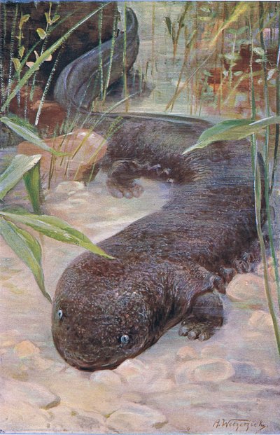 Giant Salamander, z Wildlife of the World vydaný Frederick Warne & Co, kolem roku 1900 od Wilhelm Kuhnert