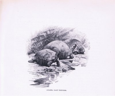 Giant Tortoises, ilustrace z Wildlife of the World, c.1910 od Wilhelm Kuhnert