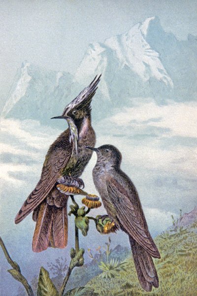 Maska kolibříka, kolem roku 1910 (ilustrace) od Wilhelm Kuhnert