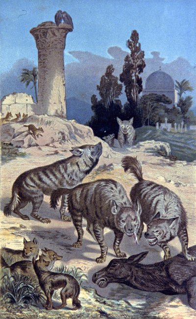 Hyena od Wilhelm Kuhnert