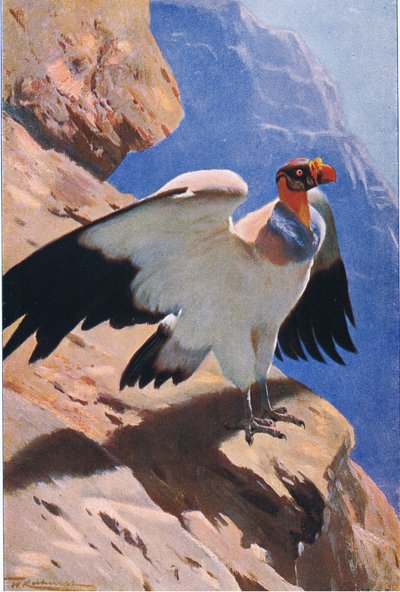 King Vulture, z Wildlife of the World vydané nakladatelstvím Frederick Warne & Co, kolem roku 1900 od Wilhelm Kuhnert