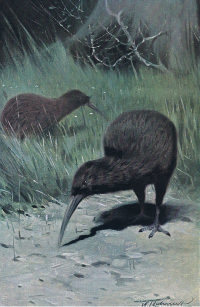 Kiwi, ilustrace z Wildlife of the World, c.1910 od Wilhelm Kuhnert