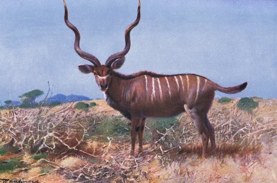 Kudu, ilustrace z Wildlife of the World, c.1910 od Wilhelm Kuhnert