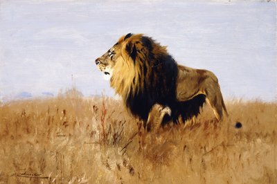 Lev hledá kořist, od Wilhelm Kuhnert