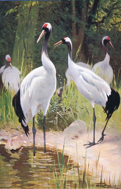 Manchurian Crane, z Wildlife of the World vydané Frederick Warne & Co, kolem roku 1900 od Wilhelm Kuhnert