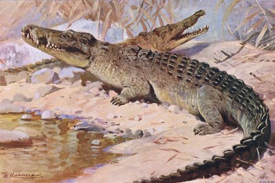Krokodýl nilský, ilustrace z Wildlife of the World, kolem roku 1910 od Wilhelm Kuhnert