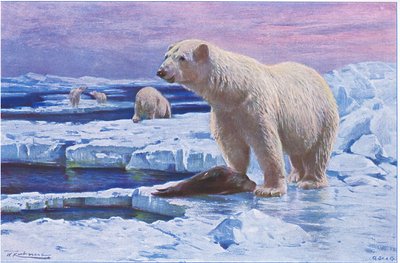 Polar Bear, z Wildlife of the World vydané Frederick Warne & Co, c.1900 od Wilhelm Kuhnert