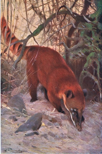 Red Coati, z Wildlife of the World vydané Frederick Warne & Co, c.1900 od Wilhelm Kuhnert